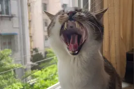困了来个恶猫咆哮视频封面