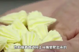 蛔虫不地道，竟从咽喉爬出视频封面