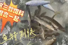 这三款饵料混合一起堪称一塘清，聚鱼特别快，就我一个人能钓到视频封面