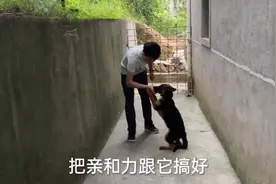 三个月的小德牧品相骨架都很不错，兴奋度特别高，主人非常满意视频封面