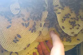 找到一大窝野生蜂蜜，挖洞取蜜全过程