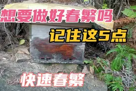 养蜂春繁很重要，做好这五点快速春繁，好好学习一下吧！视频封面