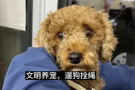 捡到一只流浪泰迪，寻找它的主人视频封面