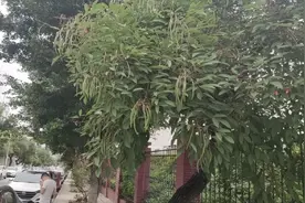 谁知道这是什么树，上面长了四季豆