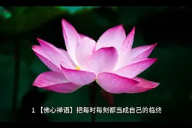 佛心禅语，经典语录十句经典句，视频封面