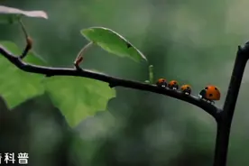 瓢虫一家和毛毛虫有趣的生活，原来毛毛虫还能变得这么漂亮视频封面