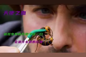 被世界上蜇人最痛的黄蜂，蜇一下会多痛，就连痛苦王狼叔都翻车了视频封面