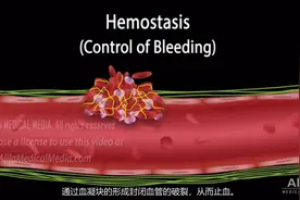 止血过程：“血小板栓子”的形成以及“凝血级联反应”的激活途径