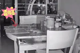 现在的老鼠都这么聪明吗？全程绕开了粘鼠板视频封面