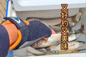 用串钩拖专钓这种美味的鱼，不用打窝也非常好钓视频封面