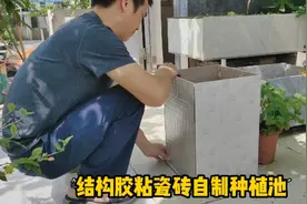 花盆不用买，3分钟教会你，用结构胶粘瓷砖自制种植池，美观实用视频封面