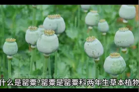 禁毒小知识什么是罂粟?@xxm517xmxiu @杨老师数学视频封面