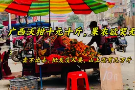 广西沃柑一元一斤还沒人要，果农欲哭无泪，卖不出去，批发没人来视频封面