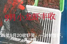 9月下旬丰收小龙虾，中秋附近虾最肥，还是精养虾塘小龙虾多视频封面