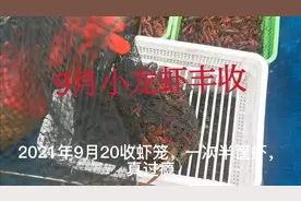 9月下旬丰收小龙虾，中秋附近虾最肥，还是精养虾塘小龙虾多视频封面