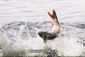 十大野钓鲤鱼饵料排名，你钟意哪款？视频封面