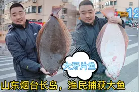 烟台长岛渔民出海捕获超大海鱼和各种海鲜，街边售卖，价格实在视频封面