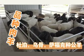 杜泊乌骨萨福克种公羊，长势快个体大品种肉羊，养殖效益品种最好视频封面