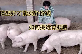 想要育肥猪卖好价钱选择后备母猪的品种是关键看每个品种的猪特点