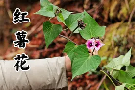 “红薯开花，夫妻分家”？没有科学依据？真相是这样的，珍贵难得视频封面