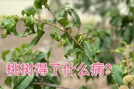 桃树叶片枯黄卷曲，得的什么病呢？
