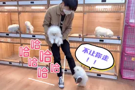 粉丝来选狗狗，博美突然抱住小伙腿不让走，结果太出乎意外了！视频封面