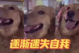 萌翻！金毛路边被美女围观，连摸带夸，在一片片追捧声中迷失自我视频封面