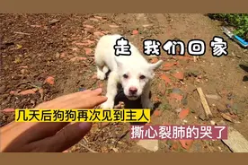几天后狗狗再次见到主人，竟然撕心裂肺的哭了，走   我们回家