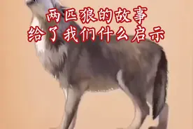 《两匹狼的故事》告诉我们夫妻齐心，其利断金视频封面