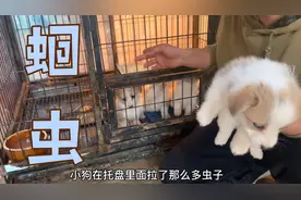 满月的狗狗竟拉出一堆比它身体还长的虫子，看来驱虫是多么重要啊视频封面