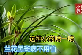 兰花黑斑病不用怕，这种小药喷一喷，轻松远离黑斑病。视频封面