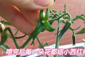 西红柿只开花不结果怎么办？喷点这种有机肥，能帮座果成功视频封面