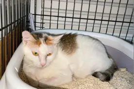 传腹猫咪每天忍受打针带来的痛苦，爬在主人身上热敷瞬间缓解疼楚