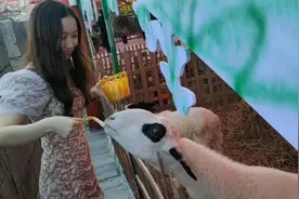 喂喂小羊和羊驼吧～羊驼真的很挑食，它只吃胡萝卜视频封面