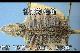 蛤蚧，它的神奇之处不在于药效，而是中医入药时，常用一对。