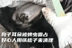 狗狗身上耳朵被无数的蜱虫霸占，好人用祖传铁梳子来清理，真下饭视频封面