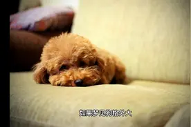 周公解梦之梦见狗（二）视频封面