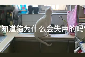 猫咪突然不能叫了，为什么有知道的吗？视频封面