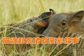 猫鼬帮疣猪捉蜱虫，动物间的礼尚往来…
