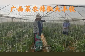 广西菜农引进河南农大辣椒新品种，产量高效益好，亩产高达2万斤视频封面