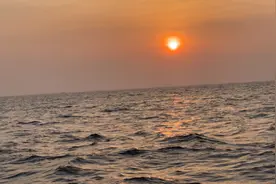 大河豚会生气，生起气来像皮球！视频封面
