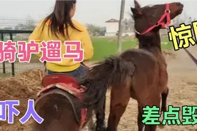 女子骑驴遛汗血马驹，不料马驹突然受惊跑了，女子瞬间从驴身摔下视频封面