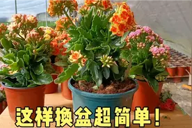 买回家的长寿花学会这样换盆，不仅不用缓苗，花期还能达3到5个月