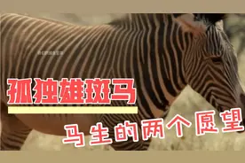 一匹孤独的雄斑马成功实现了马生的两个愿望，马生圆满视频封面