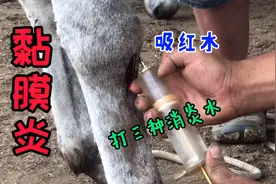 拐驴绝食长卧不起，原来得了膝盖黏膜黏炎，吸红水灌三种消炎水视频封面