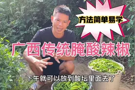广西人如何腌制酸辣椒，彪哥用最传统方法腌制辣椒，方法简单易学