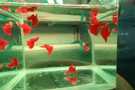 6种少见又好看的孔雀鱼，多数孔雀鱼可以养的很漂亮，就看怎么养视频封面