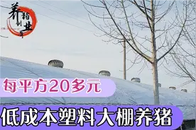 一万多元建造容纳200多头的猪舍，使用六年了，给大家分享优缺点视频封面