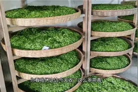 收购的茶青被分成这3类，分类的原则又是什么呢？