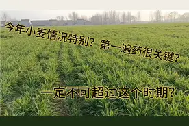今年小麦管理一定要注意，小麦第一遍药什么时间喷施，用什么药剂视频封面
